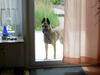 Malinois Hund