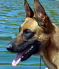 Malinois Hund