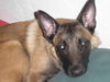 Malinois Hund