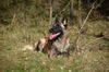 Malinois Hund