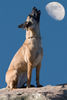 Malinois Hund