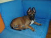 Malinois Hund