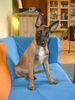 Malinois Hund