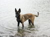 Malinois Hund