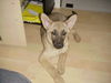 Malinois Hund