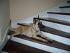 Malinois Hund