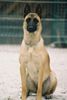 Malinois Hund