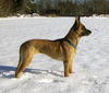 Malinois Hund