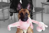 Malinois Hund