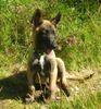 Malinois Hund