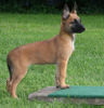 Malinois Hund