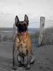 Malinois Hund