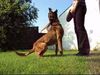 Malinois Hund