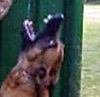 Malinois Hund