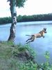 Malinois Hund