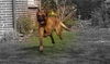 Malinois Hund