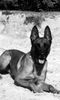 Malinois Hund