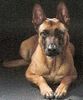 Malinois Hund