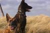 Malinois Hund