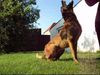 Malinois Hund