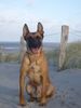 Malinois Hund