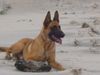 Malinois Hund