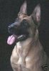 Malinois Hund