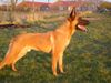 Malinois Hund