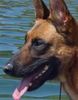 Malinois Hund