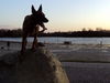 Malinois Hund