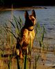 Malinois Hund