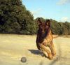 Malinois Hund