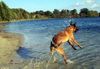 Malinois Hund