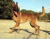 Malinois Hund