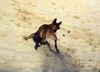 Malinois Hund