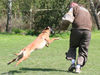 Malinois Hund