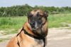 Malinois Hund