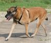 Malinois Hund