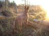 Malinois Hund