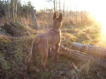 Malinois Ricy 7Monate