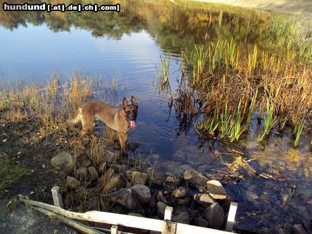 Malinois Kerou Bellyeu