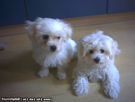 Malteser Mein Bruder und ich (Ciara & Gino)