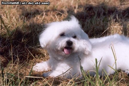 Malteser Balou legt ein kleines Päuschen ein