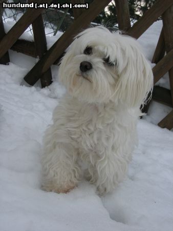 Malteser Wickie im Schnee