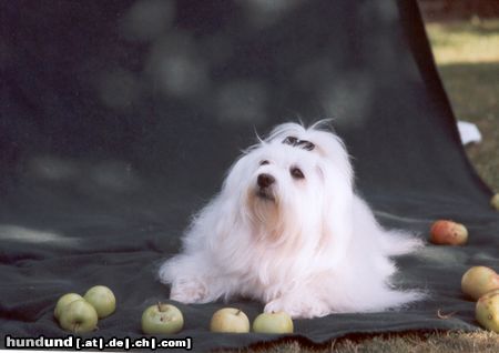 Malteser Cheyenne im Garten