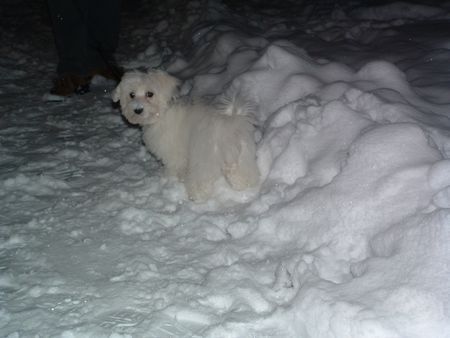 Malteser Ramina im Schnee