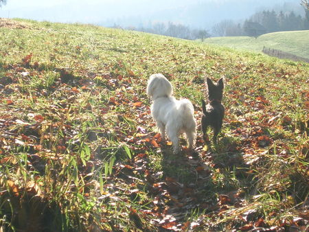 Malteser Serafina & Roxy