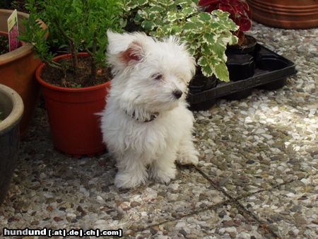 Malteser Unser kleiner Dusty