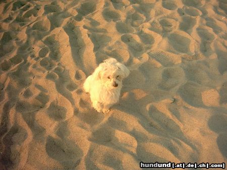 Malteser Moppel an der Ostsee