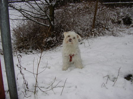 Malteser Meine Schneeflocke